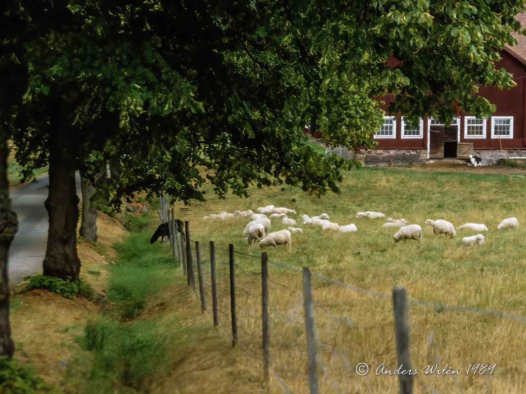 Det svarta fåret, Sörmland -89