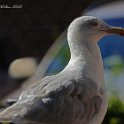 Gråtrut, Simrishamn 13/8 -20