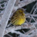 Gulsparv, Pinnmovägen 27/12 -21