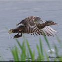Snatterand (hona), Ånge 18/6 -22